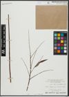 Foto von Salix alba subsp. vitellina (L.) Arcang.